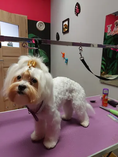 Alextina Belgijski psi fryzjer, grooming